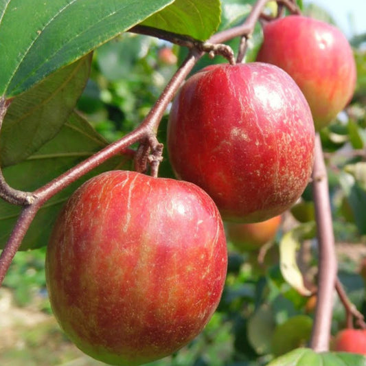 Kashmiri Red Apple Ber Fruit Live Plant