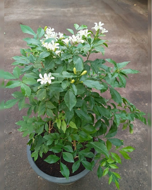 Madhukamini Jasmine Dwarf Flower Plant
