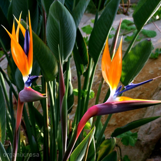 Bird of Paradise (Strelitzia reginae) Flower Plant.