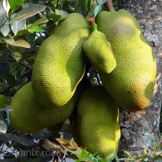 Jackfruit Dwarf Grafted Fruit Live Plant