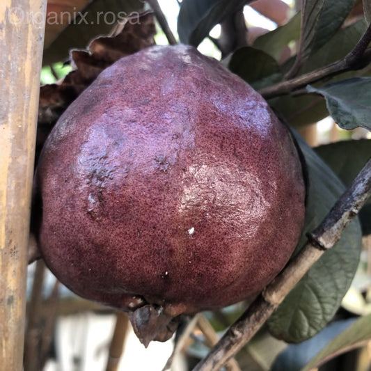 Black Guava Air-layered Hybrid Fruit Live Plant