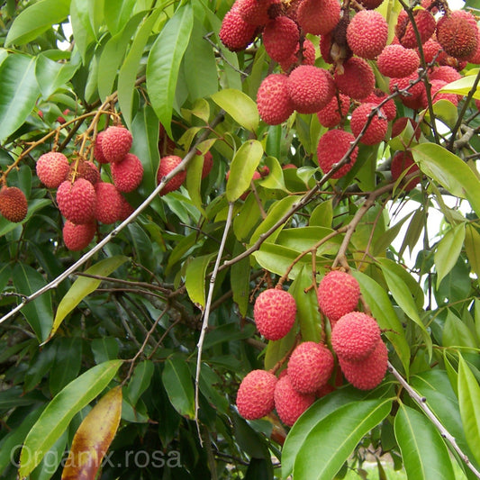 Lychee/ Litchi Air Layered Live Plant