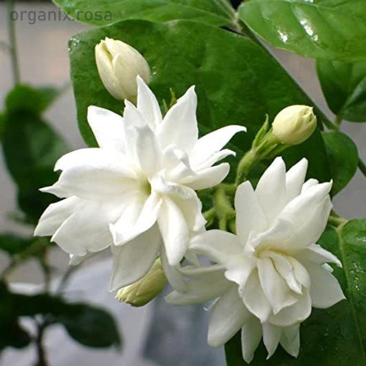 Jasmine Arabian Mogra Dwarf Flower Plant