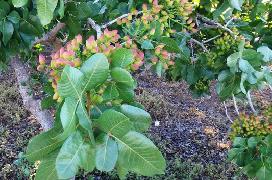 Pista (Pistachio Hybrid) Fruit plant