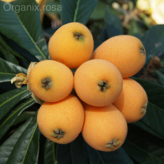 Loquat (Japanese medlar/Plum Eriobotrya japonica) Hybrid Fruit - Plant
