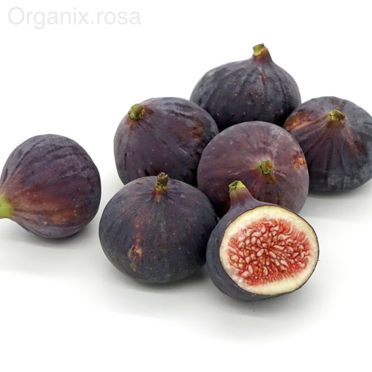 Anjeer/Fig Puna Hybrid Live Fruit Plant