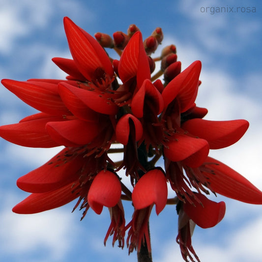 New Erythrina Indica (Indian Coral Tree) Live Flowering Plant