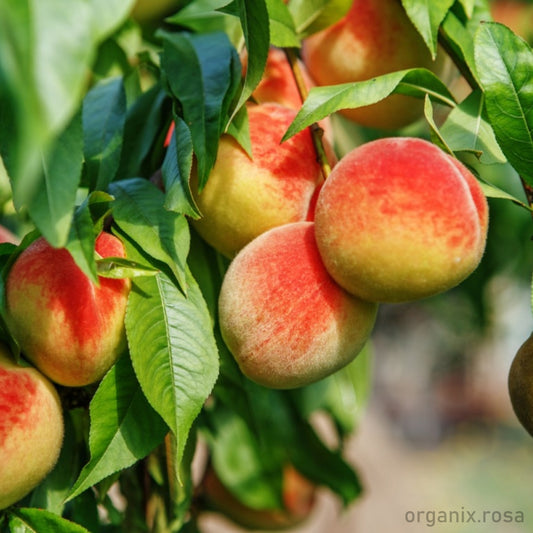 Peach/Aadu Grafted Fruit Live Plant