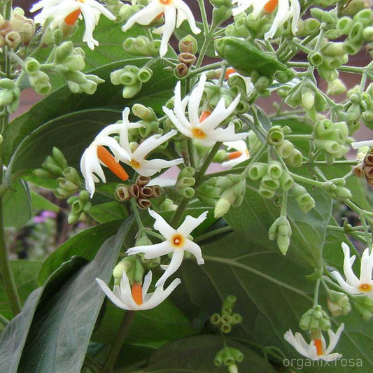 Parijat/Harsingar Coral Jasmine flower Live - Plant
