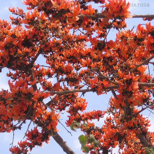 Slik Cotton/Semal Flower Tree