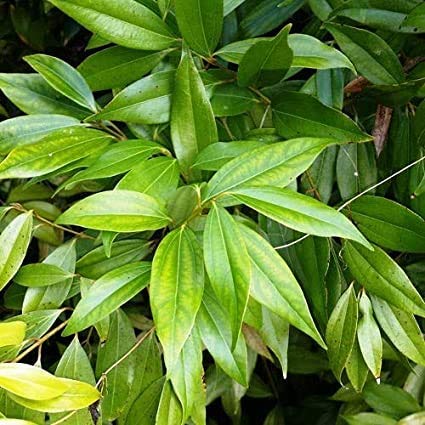 Tejpatta Tejpatra/Indian Bay leaves - Plant