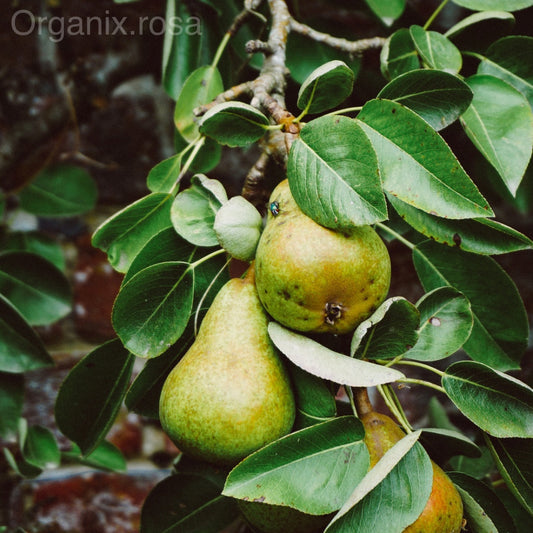 Babugosha/Pear Grafted Fruit Live Plant