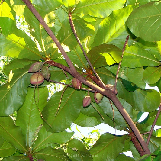 Harad (Terminalia Chebula) Hirada Herbal Plant