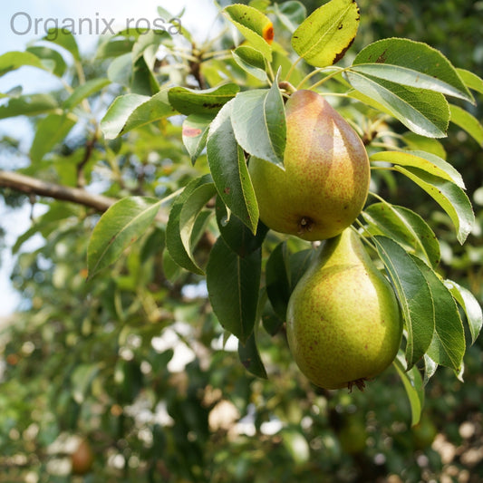Pear (Nashpati) Grafted Fruit Live Plant
